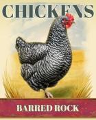 Word Whomp HD Barred Rock Chickens Badge