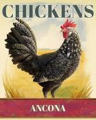 Jungle Gin HD Ancona Chickens Badge