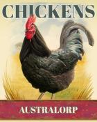 First Class Solitaire HD Australorp Chickens Badge