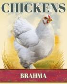 Poppit! Bingo Brahma Chickens Badge