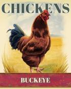 World Class Solitaire HD Buckeye Chickens Badge