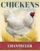 First Class Solitaire HD Chantecler Chickens Badge