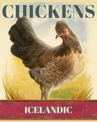 Wheel of Fortune: Pogo Edition Icelandic Chickens Badge