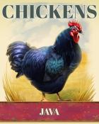 Quinn's Aquarium Java Chickens Badge