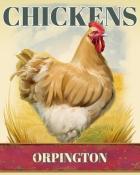Mahjong Safari HD Orpington Chickens Badge