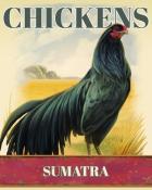 Tri-Peaks Solitaire HD Sumatra Chickens Badge