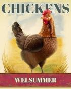 First Class Solitaire HD Welsummer Chickens Badge