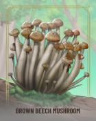 Spades HD Brown Beech Fungi Badge