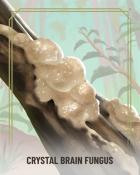 Word Whomp HD Crystal Brain Fungi Badge