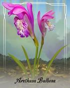 Rainy Day Spider Solitaire HD Arethusa Bulbosa Orchid Badge