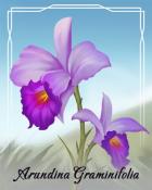 Tri-Peaks Solitaire HD Arundina Graminifolia Orchid Badge