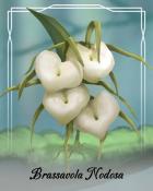 Spades HD Brassavola Nodosa Orchid Badge