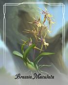 Jigsaw Treasure Hunter HD Brassia Maculata Orchid Badge