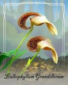 Canasta HD Bulbophyllum Grandiflorum Orchid Badge