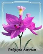 Jungle Gin HD Calopogon Tuberosus Orchid Badge