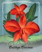 Tri-Peaks Solitaire HD Cattleya Coccinea Orchid Badge