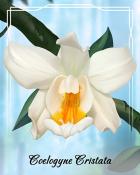 Spades HD Coelognye Cristata Orchid Badge