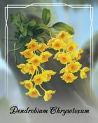 Canasta HD Dendrobium Chrysotoxum Orchid Badge