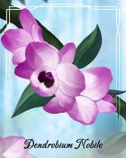 World Class Solitaire HD Dendrobium Nobile Orchid Badge