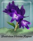 Spades HD Dendrobium Victoriae Reginae Orchid Badge