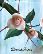 Pogo Slots Dracula Simia Orchid Badge