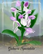 Word Whomp HD Galearis Spectabilis Orchid Badge