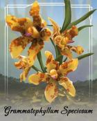Word Whomp HD Grammatophyllum Speciosum Orchid Badge