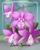 Dice City Roller HD Laelia Speciosa Orchid Badge