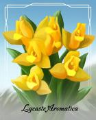 Canasta HD Lycaste Aromatica Orchid Badge