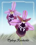 Jungle Gin HD Ophrys Reinholdii Orchid Badge