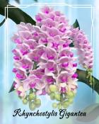 Quinn's Aquarium Rhynchostylis Gigantea Orchid Badge