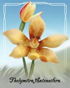 World Class Solitaire HD Thelymitra Antennifera Orchid Badge