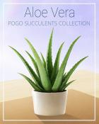 Aloe Vera Succulent Badge - First Class Solitaire HD