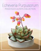 Echeveria Purpusorum Succulent Badge - Payday Freecell HD