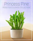 Princess Pine Succulent Badge - Mahjong Safari HD