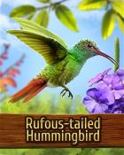 Mahjong Garden HD Rufous-tailed Hummingbird Badge