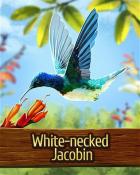 Mahjong Garden HD White-necked Jacobin Hummingbird Badge