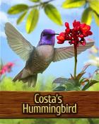 Mahjong Garden HD Costas Hummingbird Badge