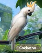 Cockatoo Badge - Tri-Peaks Solitaire HD