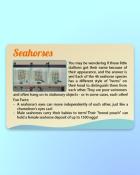 Quinn's Aquarium Seahorse Knowledge Badge