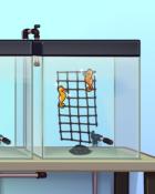 Quinn's Aquarium Slightly-Less-Little Ponies Badge