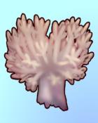 Quinn's Aquarium Don't Be A Xenia-Phobe Badge