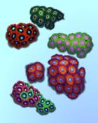 Quinn's Aquarium Zoanthus Among Us Badge