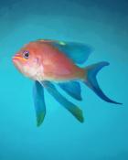 Quinn's Aquarium The Mediterranean Sea Badge