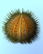 Quinn's Aquarium Sharp Melon Badge