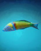 Quinn's Aquarium The Mediterranean Sea Badge