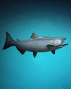 Quinn's Aquarium Super Salmon Badge