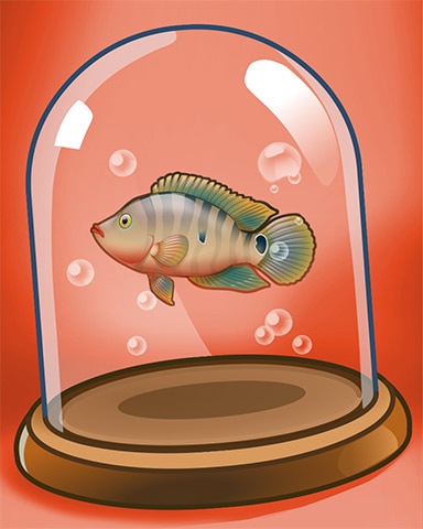 Quinn's Aquarium Mayan Cichlid Badge