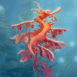 Sea Dragons Badges for Quinn's Aquarium